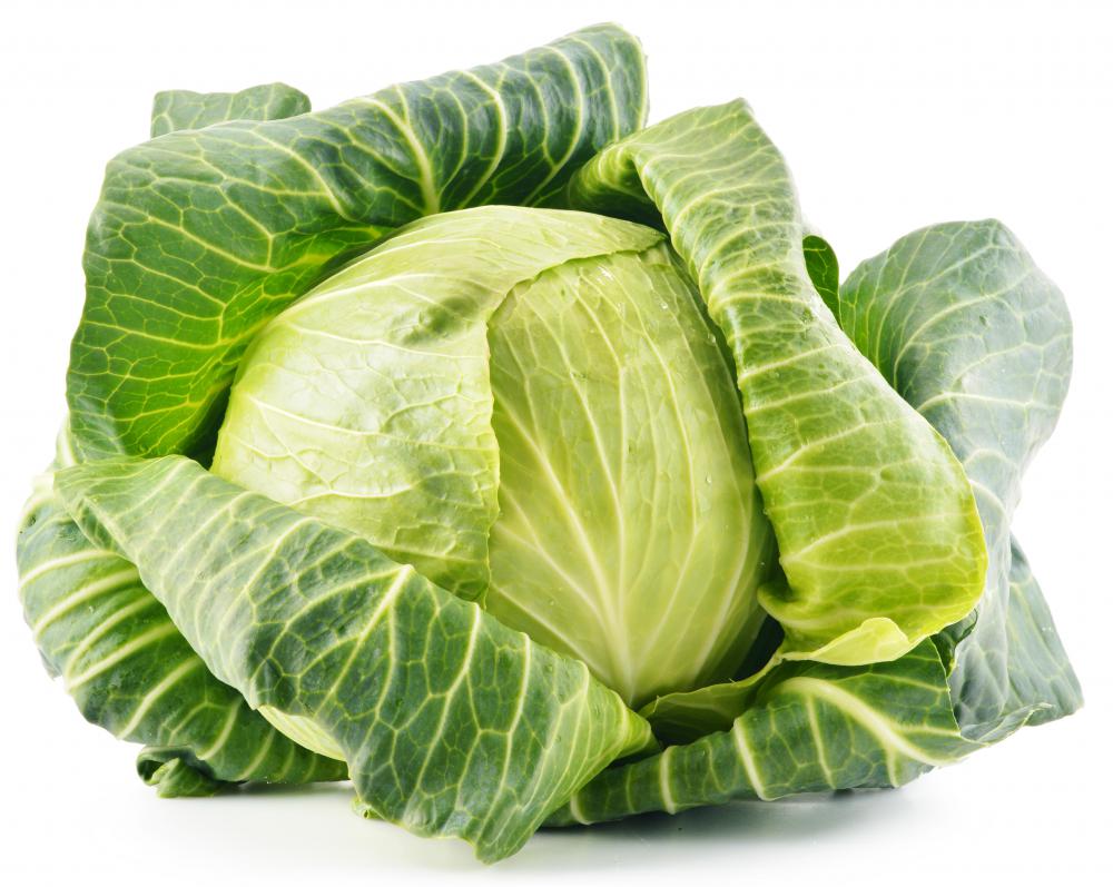 Most of the diseases that attack cabbage will affect other cole crops.