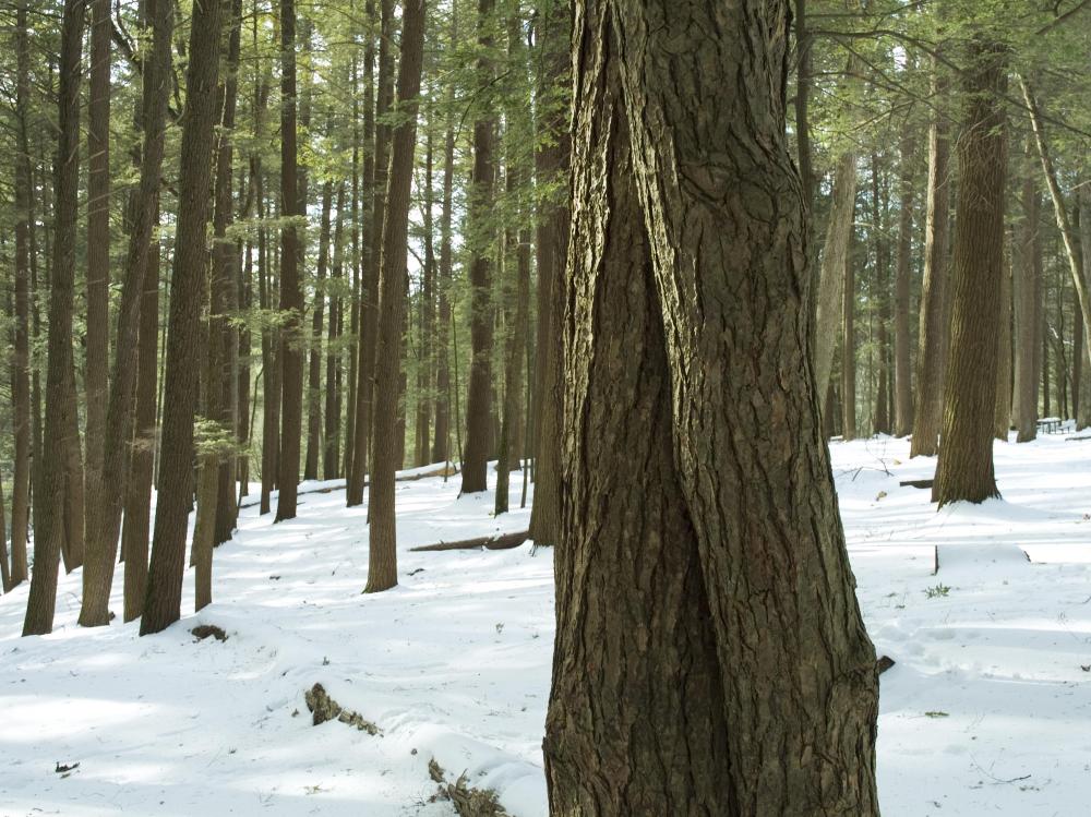 Hemlock is considered a high-quality lumber and can be used for fencing.