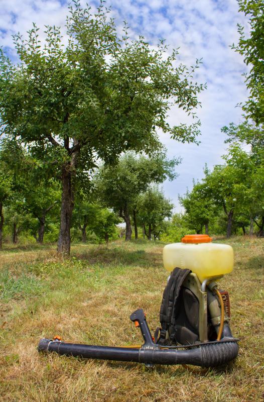 Herbicides may be responsible for dead lawn problems.