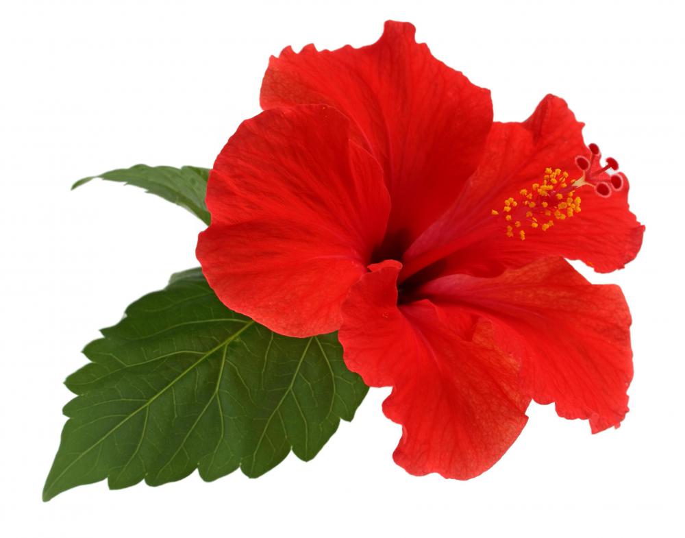 The hibiscus is a flowering plant that comes in many different colors.