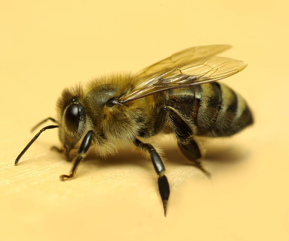 Bees are very attracted to lemon mint flowers.