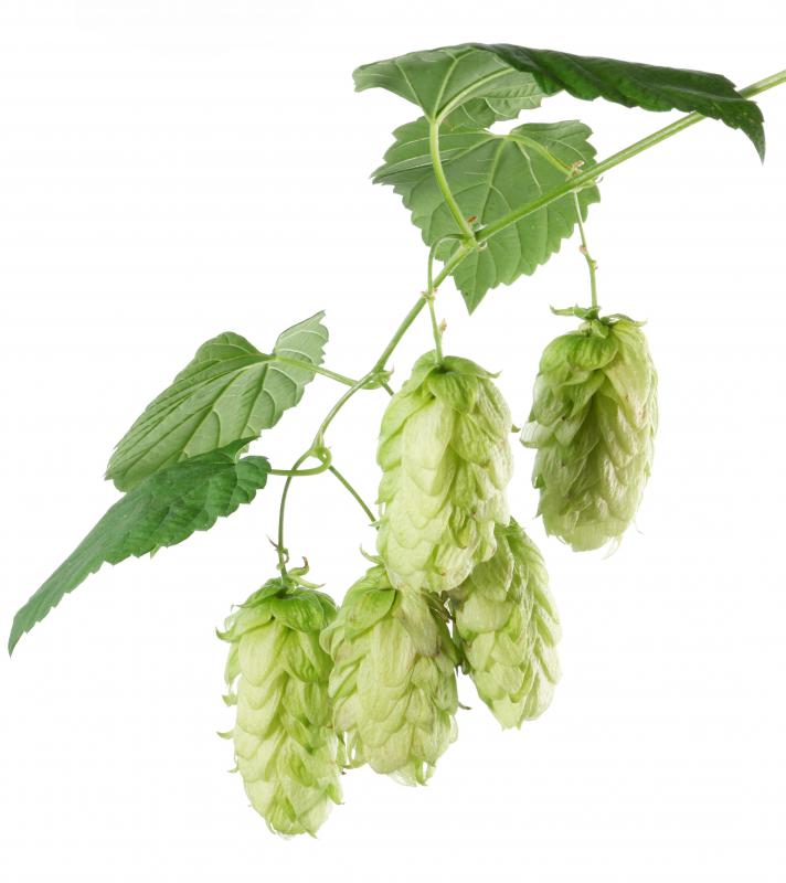 Hops, which are roasted in a kiln for making beer.