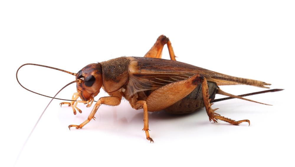 Pet crickets might be kept in a calabash in China.