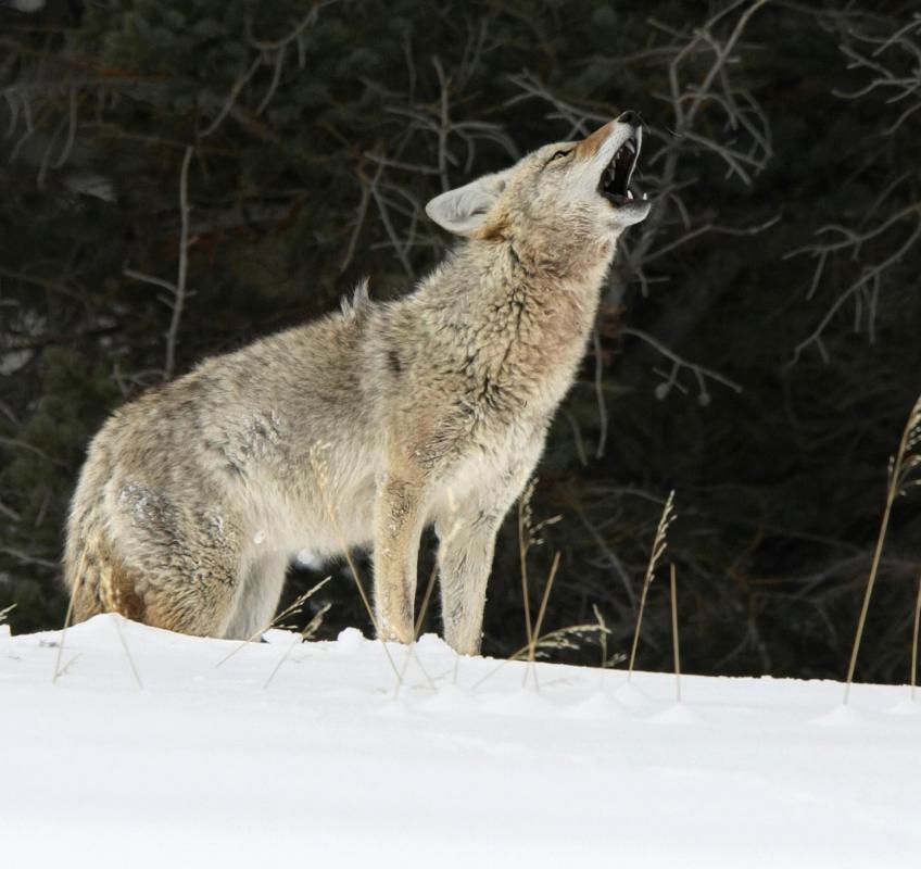 Coyotes are more commonly seen in gardens than they used to be.