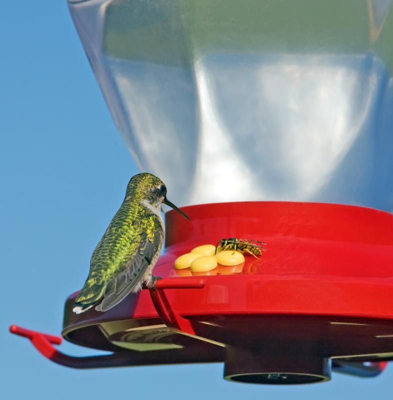 A hummingbird and wasp on a hummingbird feeder.