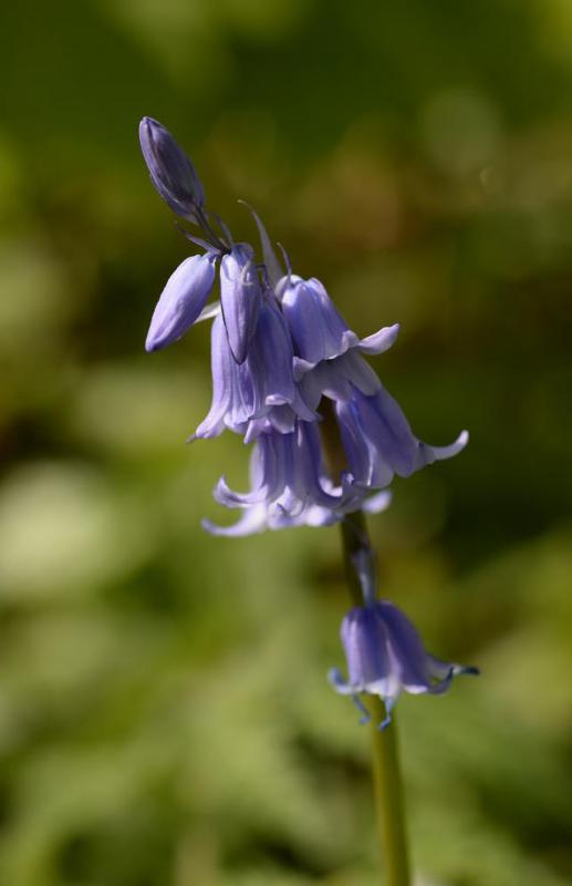 Hyacinthoides are a genera of plants that are commonly known as bluebells.