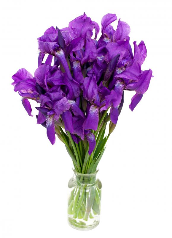 Dutch irises -- a type of perennial -- may be purple or blue.