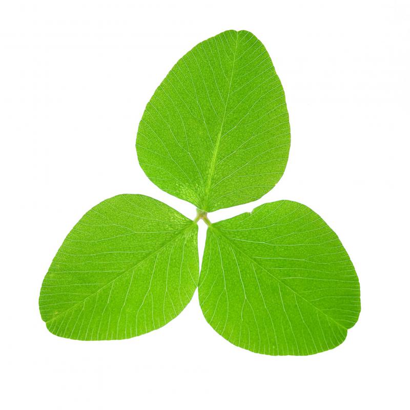 White clover is a type of broadleaf weed.