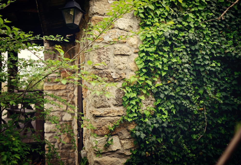 Ivy climbing a wall can create an Old World feel.