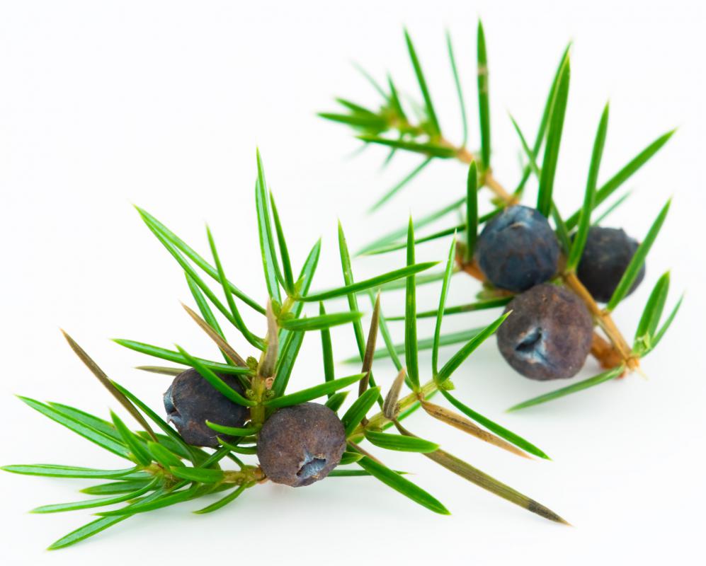 The berries that grow on juniper bushes are used to flavor gin, various meats, cabbage, and sauerkrat.