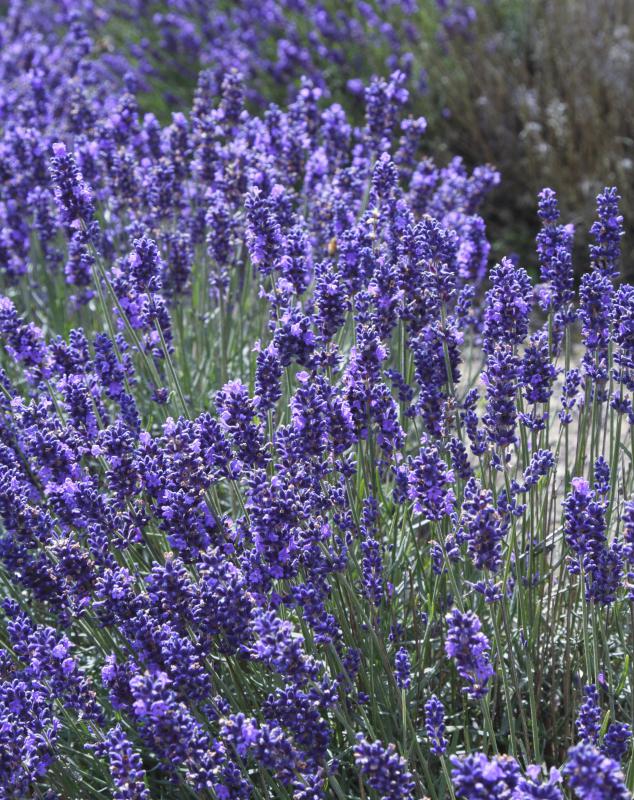 Lavender can be an appropriate scent for a master bathroom or bedroom.