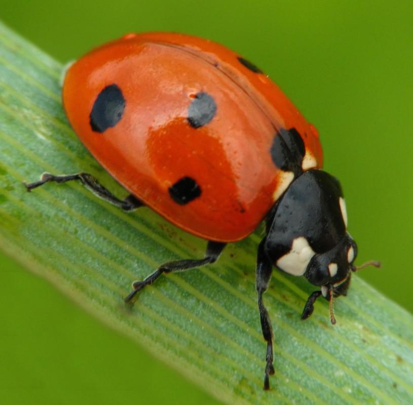 Ladybugs can be used as an organic means of pest control.