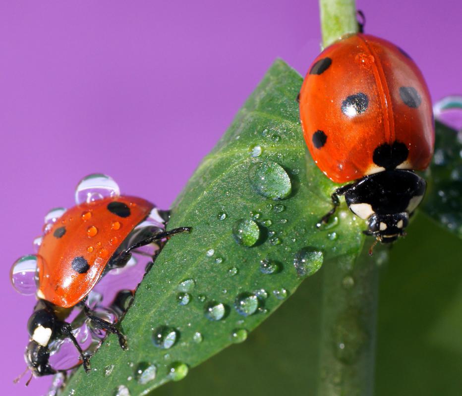 Ladybugs can be used to control eggplant pests.