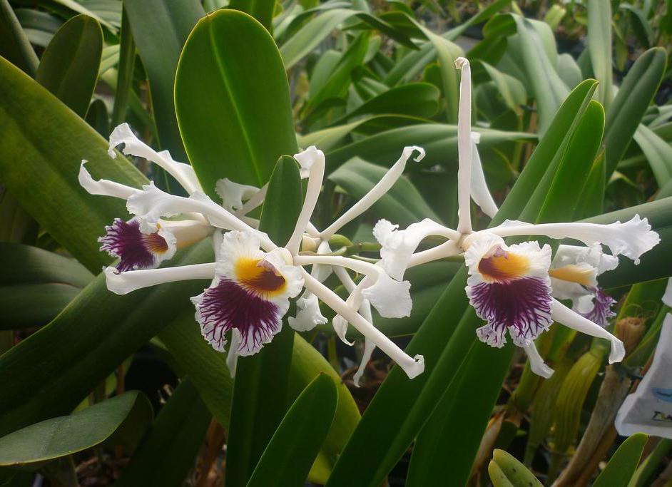 The Laelia is a member of the orchid family.