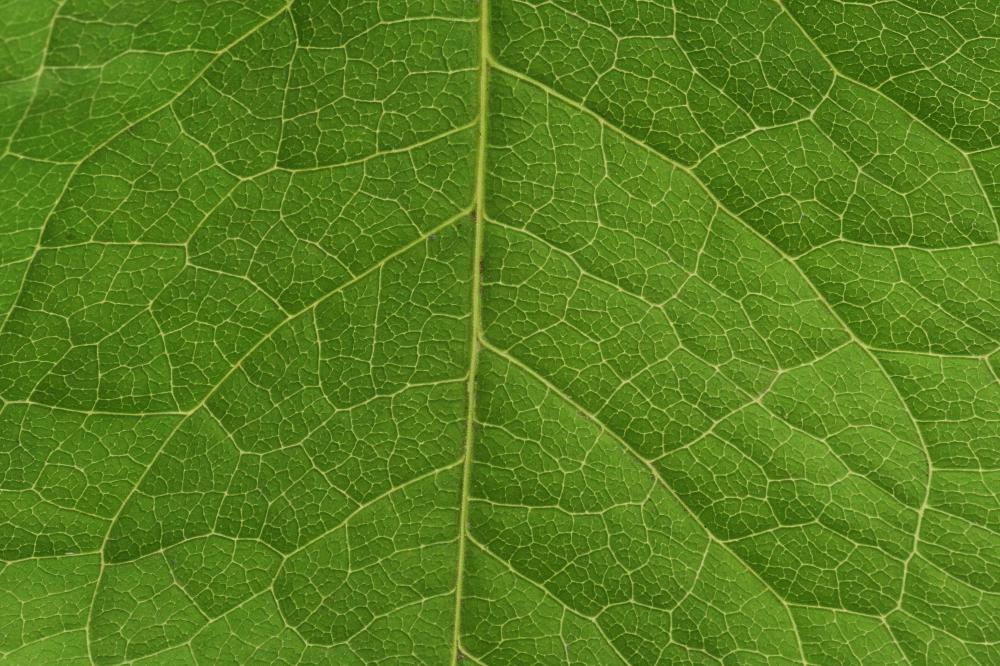 Leaves show their vascular sytems.