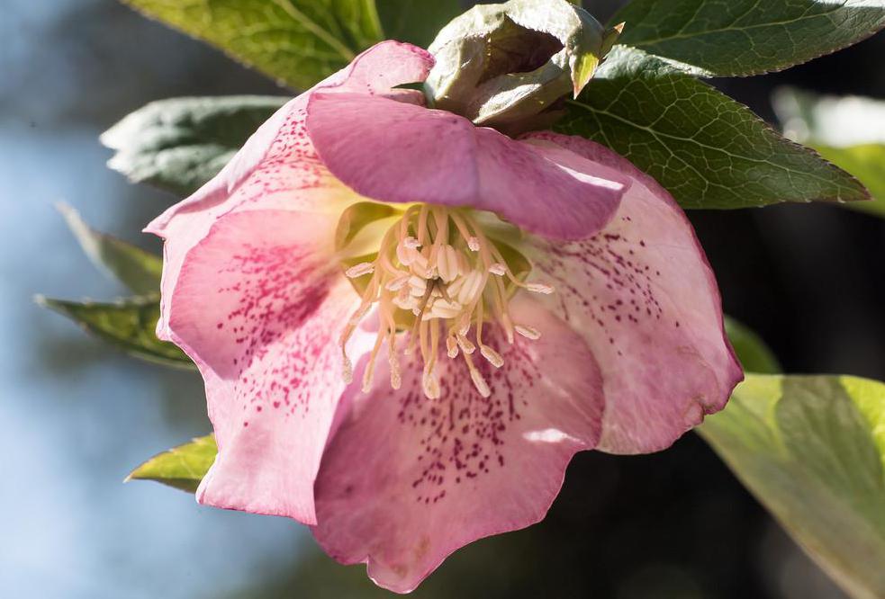 The lenten rose, which flowers in early spring, is a type of perennial flowering plant.
