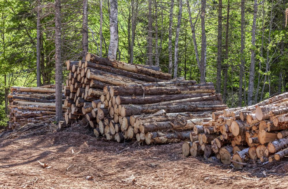 Timber is dried in a kiln to cure it.