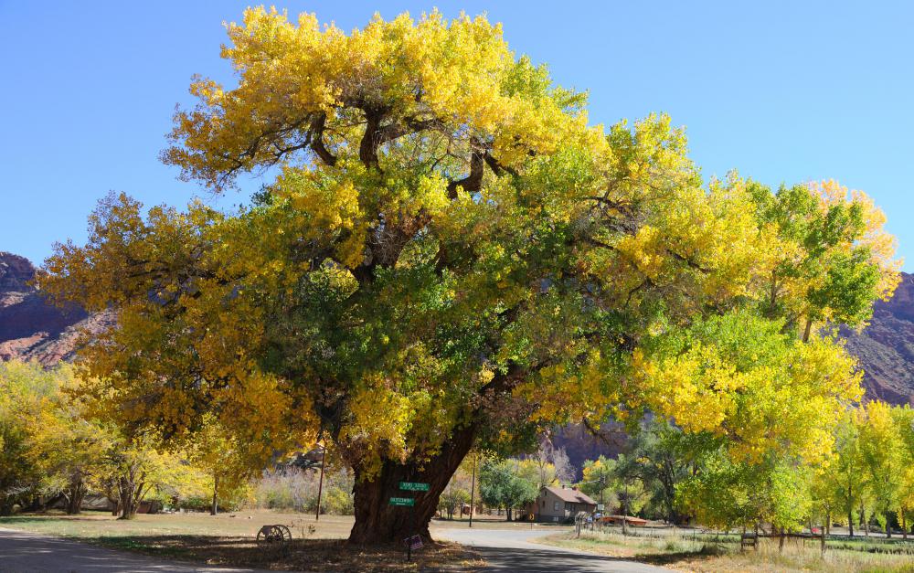 Cottonwood trees belong to the genus Populus.