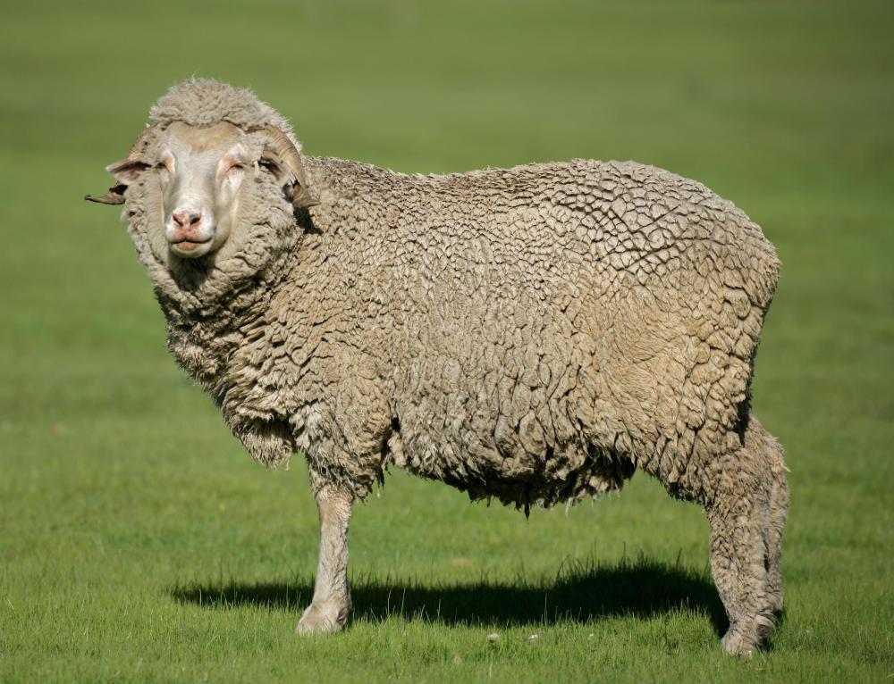 Merino sheep provide supersoft wool.