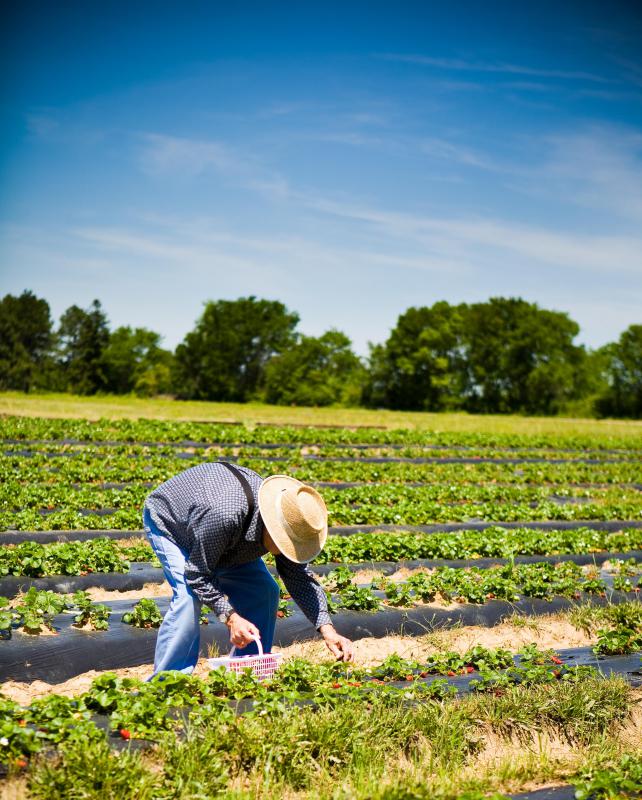 A man picks strawberries. Some orchards offer pick-your-own fruit.