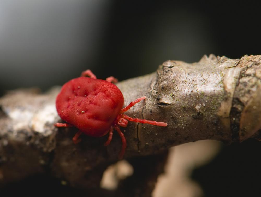 One of the best ways to terminate chiggers is by spraying lawns and wooded areas with a pesticide.