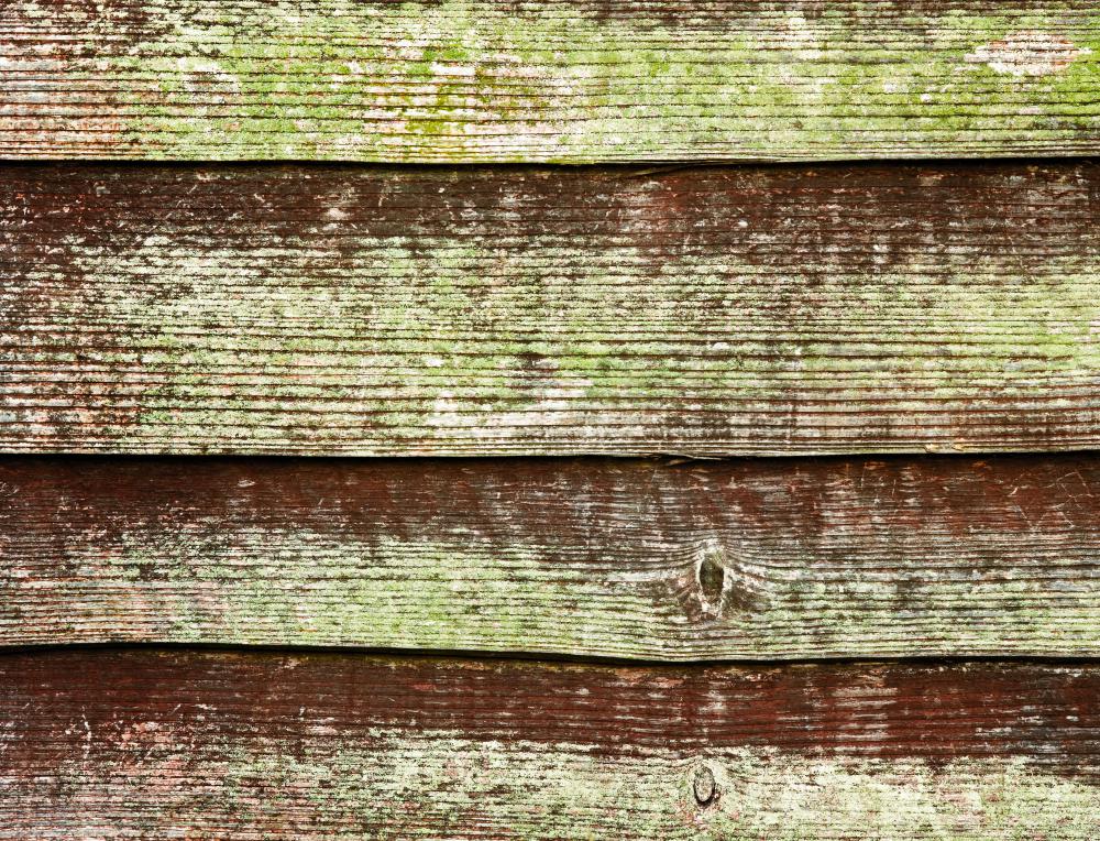 Wood siding that has not been weatherproofed may be prone to developing mold.