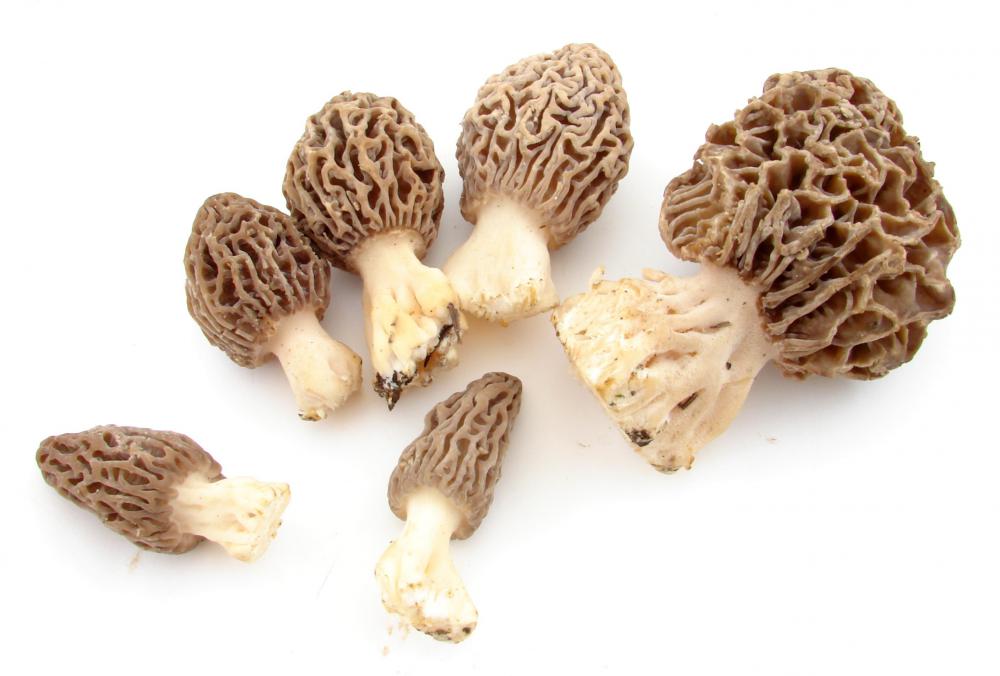 Morel mushrooms are often picked wild, but they can also be grown from a kit.