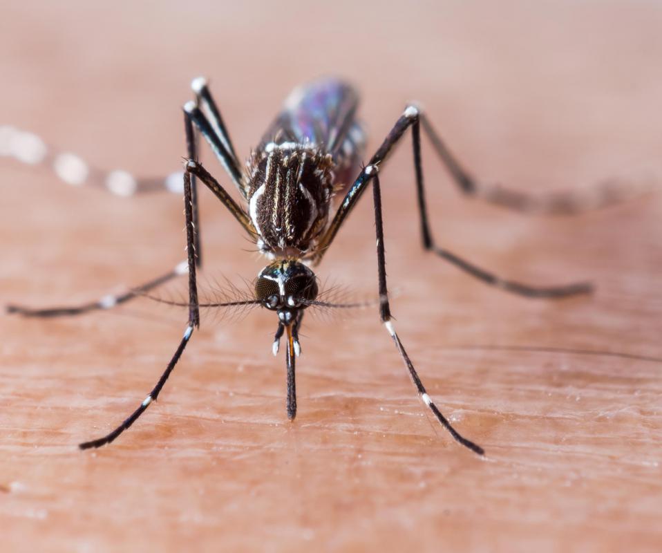 Widow's tears has been used to relieve itching associated with insect bites.