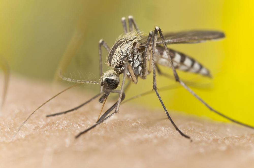 Despite its name, mosquito plants are not very effective at repelling mosquitoes.
