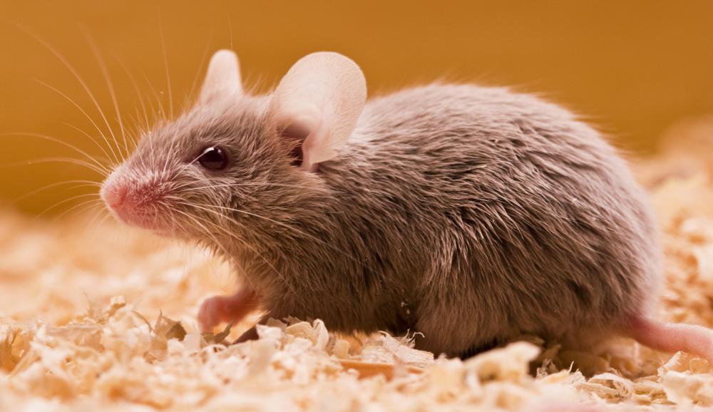 Mouse poison should be placed at least six feet apart in areas where mice have been seen.