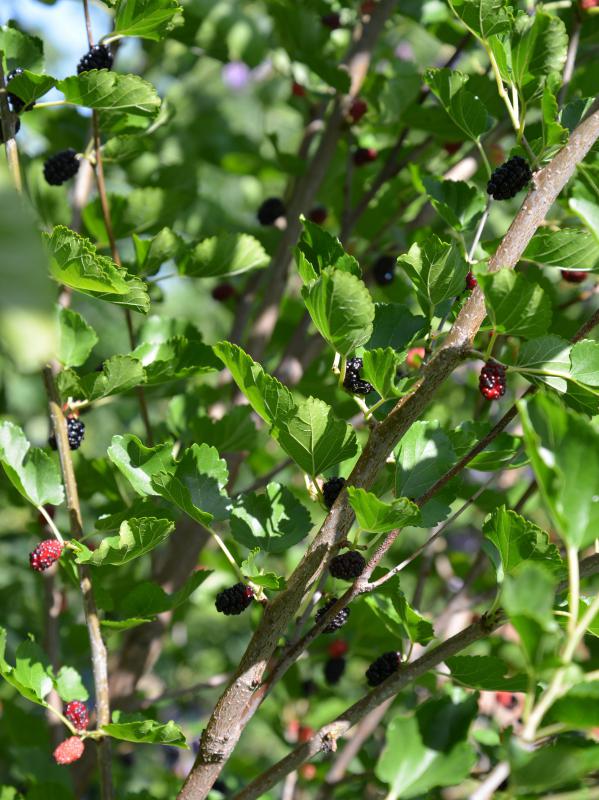 Mulberry trees may grow up to 40 feet high.