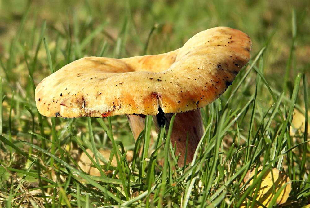 Edible mushrooms like Saffron Milk Caps are examples of non-toxic fungi.