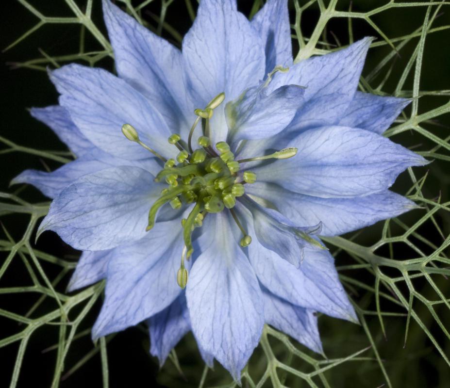 Nigella flowers are one type of blue flower.