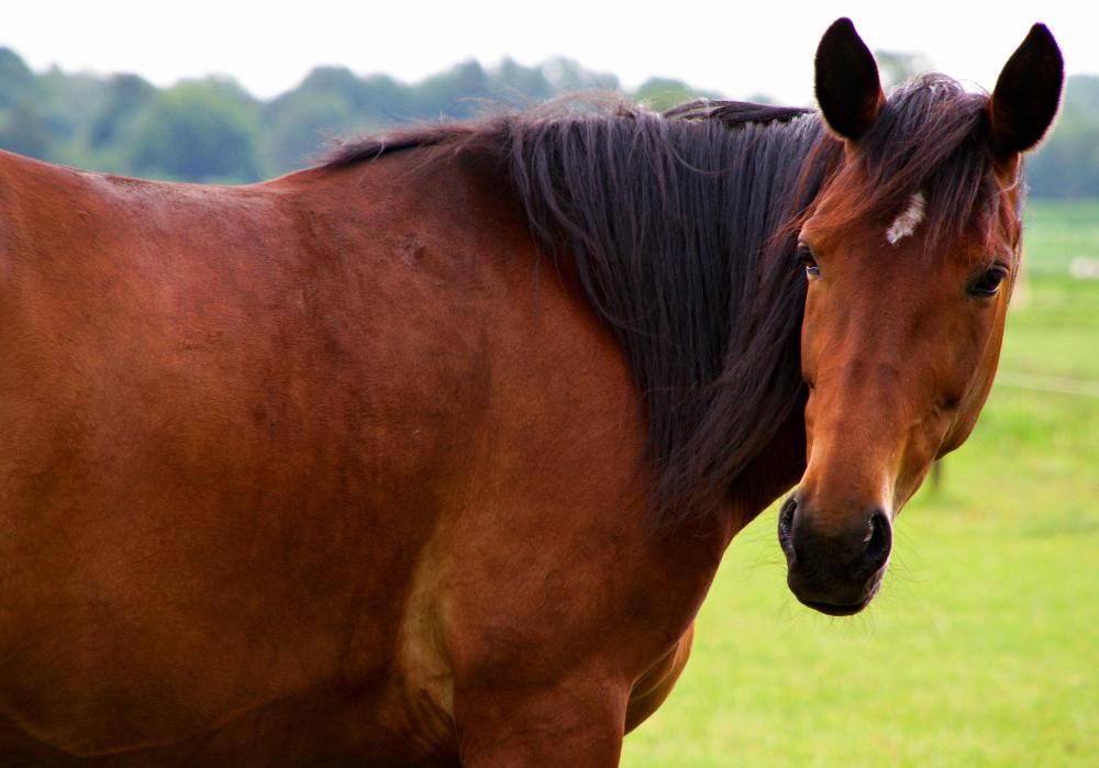 Horses tend to graze only in particular areas.