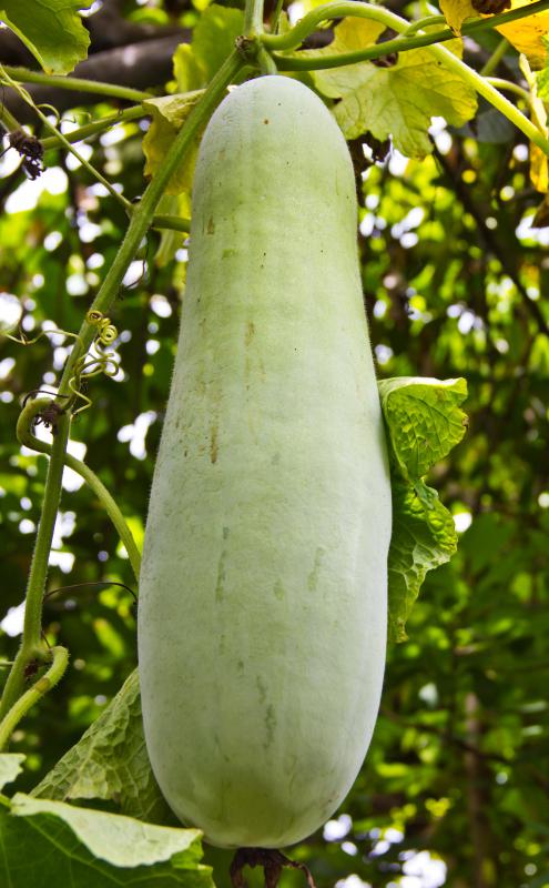 The calabash is commonly known in many regions as the opo squash.