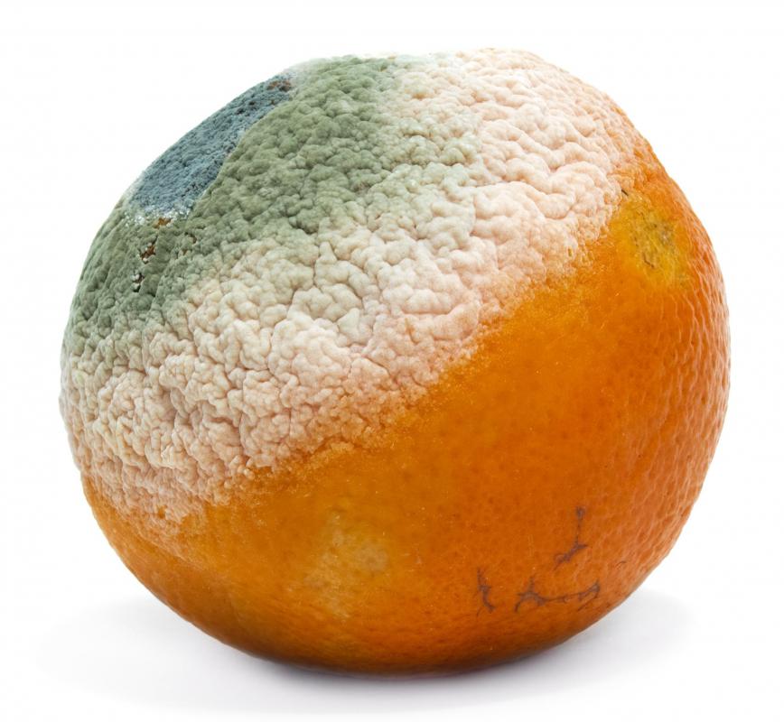 Mold can contribute to dust.