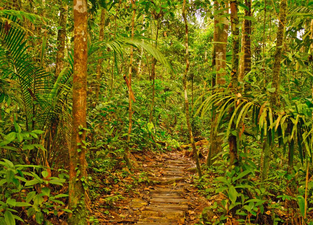 The native climates of tropical cacti are humid areas with plentiful vegetation.