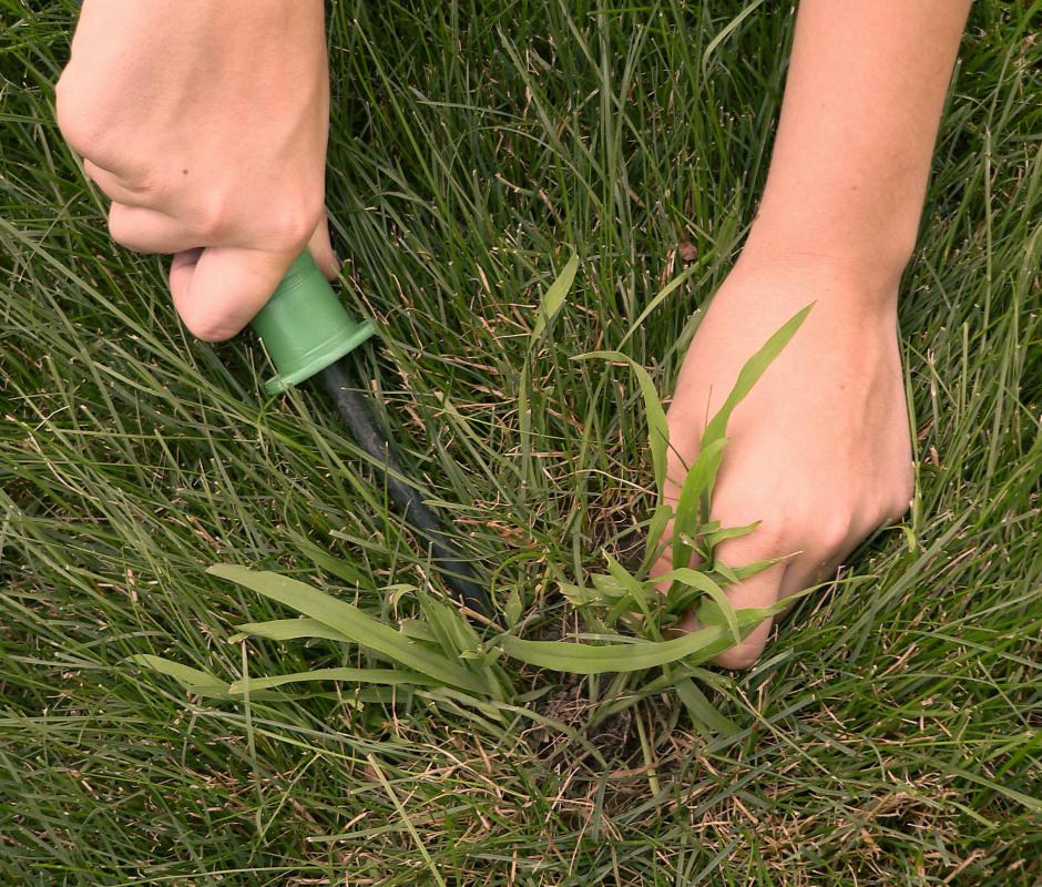 Crabgrass can overtake nearby plants species very quickly if left to grow.