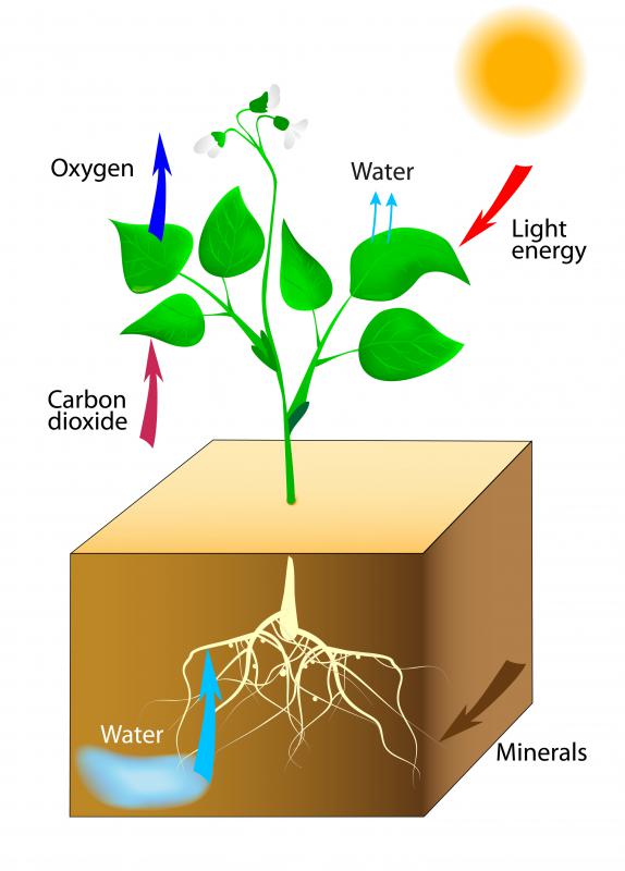 The main purpose of transpiration is to open the stoma, allowing carbon dioxide to diffuse into the air, which is a primary function of photosynthesis.