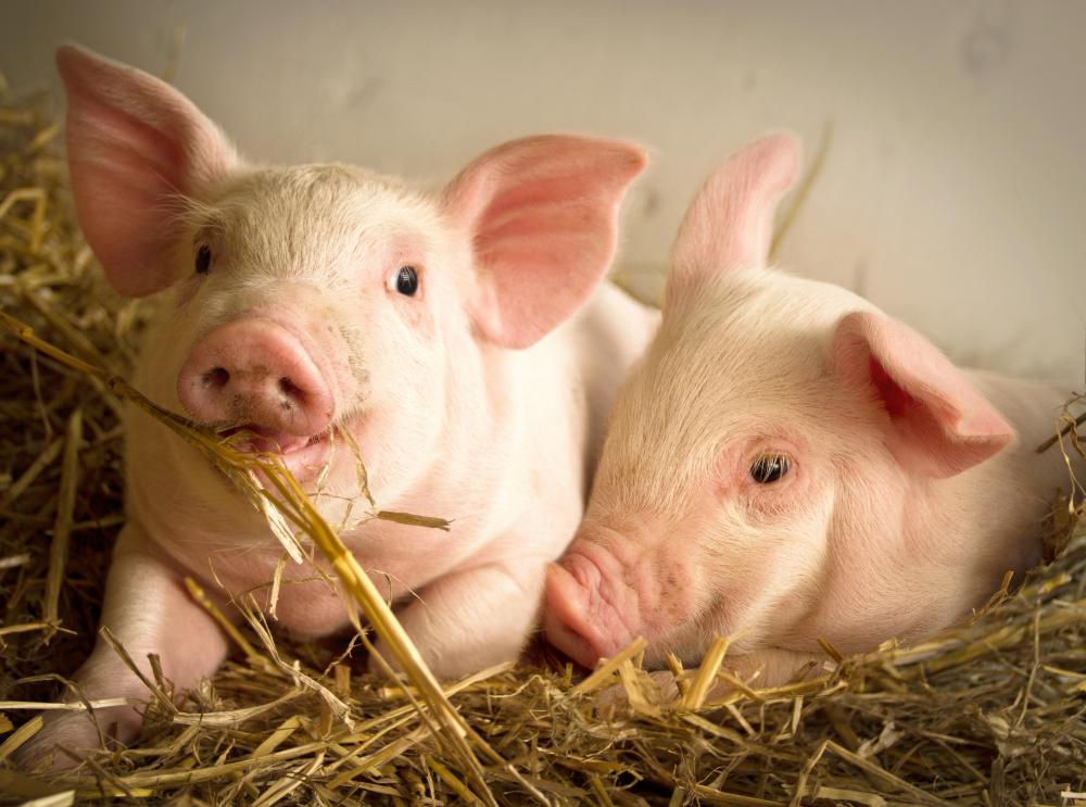 Hay is used in livestock care to provide insulation in animal pens.