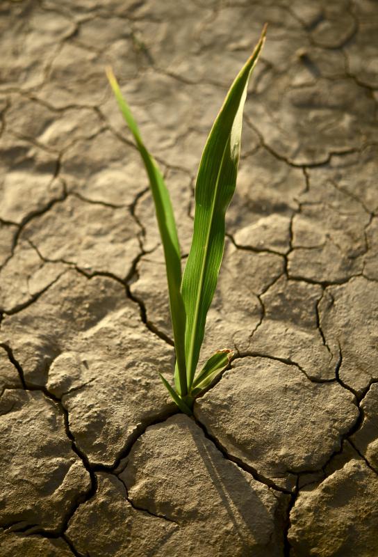 Drought conditions dry the earth and create dust.