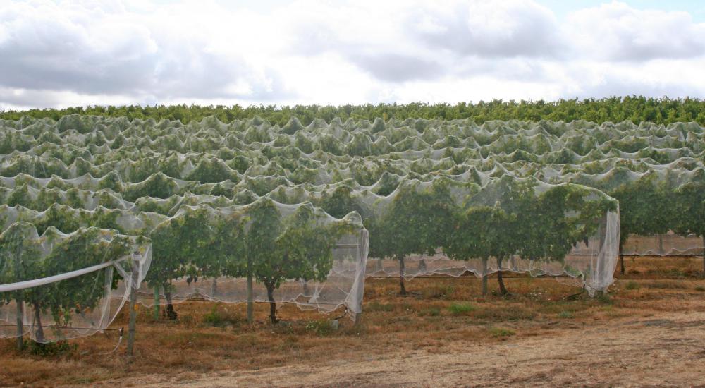 Netting placed over orchard plants will keep birds from eating the fruit.
