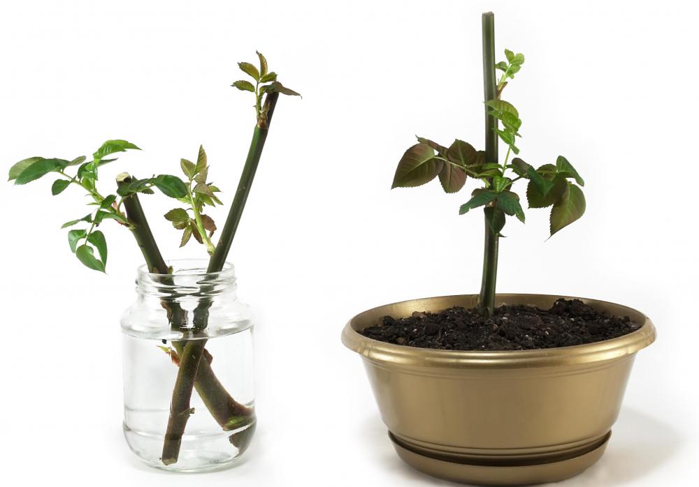 Plant propagation is asexual reproduction.