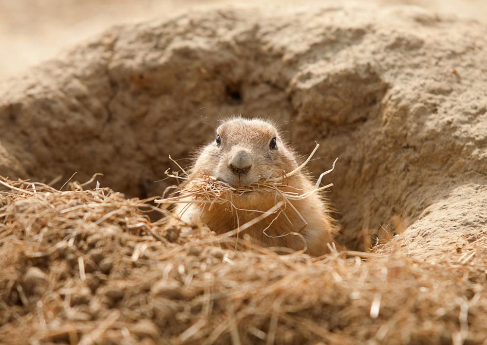 Prairie dogs can become a garden pest when they eat vegetables or dig holes on a property.
