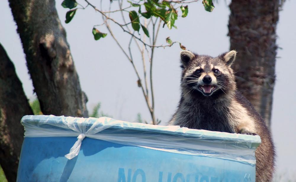 An infrared motion detector might be used to scare raccoons and other pests away from a home.
