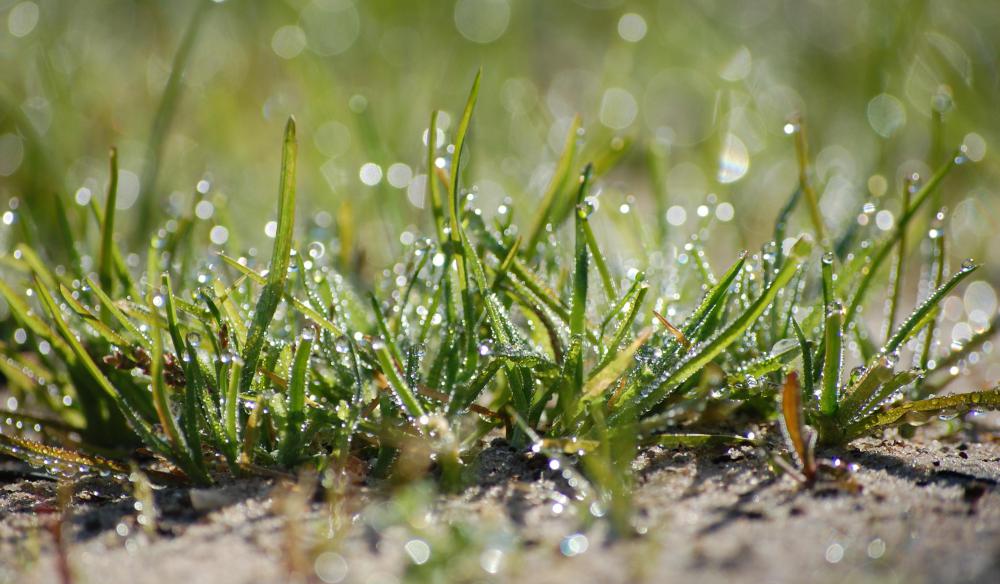 Watering the lawn is an example of water consumption.