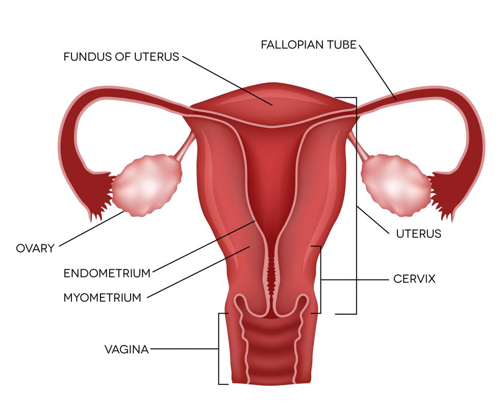 In previous generations, leaves of the chinaberry tree were used to treat uterine cramps or period pains.