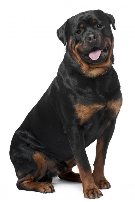 Rottweilers can make good guard dogs.