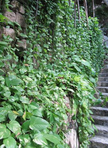 The pothos plant is a low-growing vine that can reach 10 feet in length.