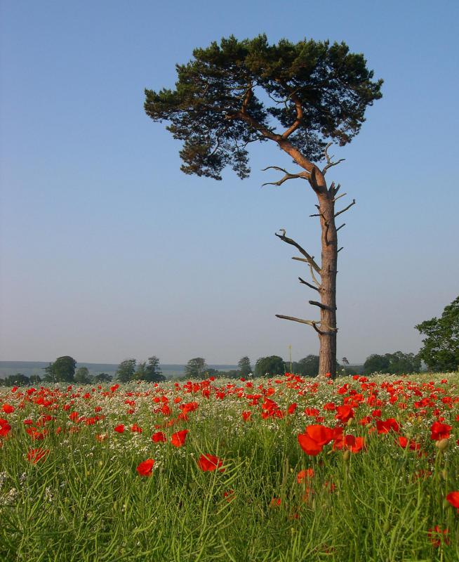 Japanese Red Pine looks similar to a Scots Pine.